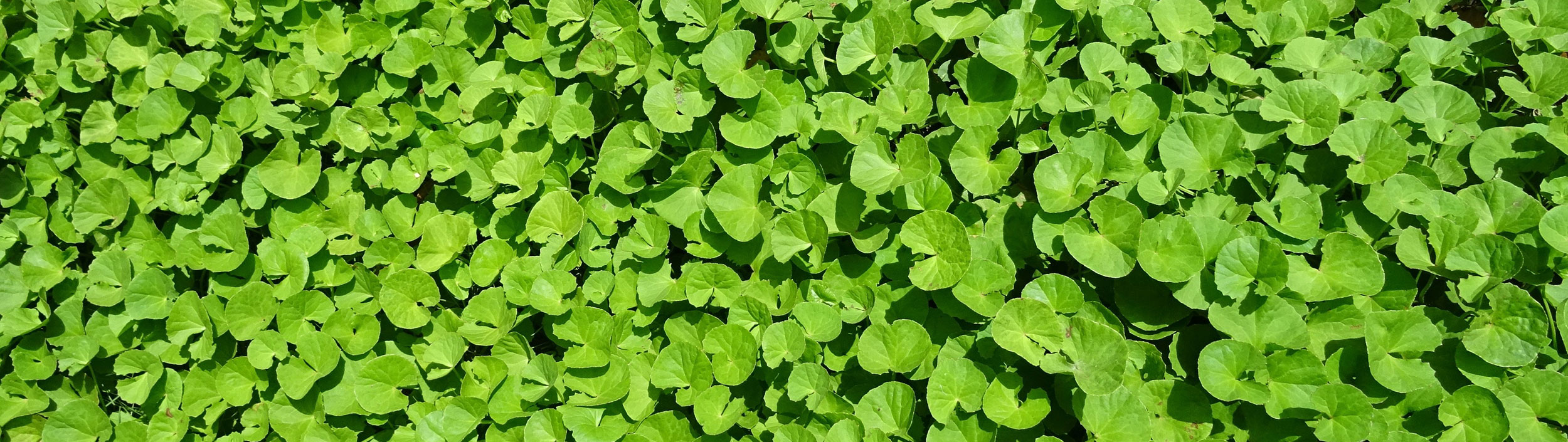 Wassernabelkraut, Centella-asiatica